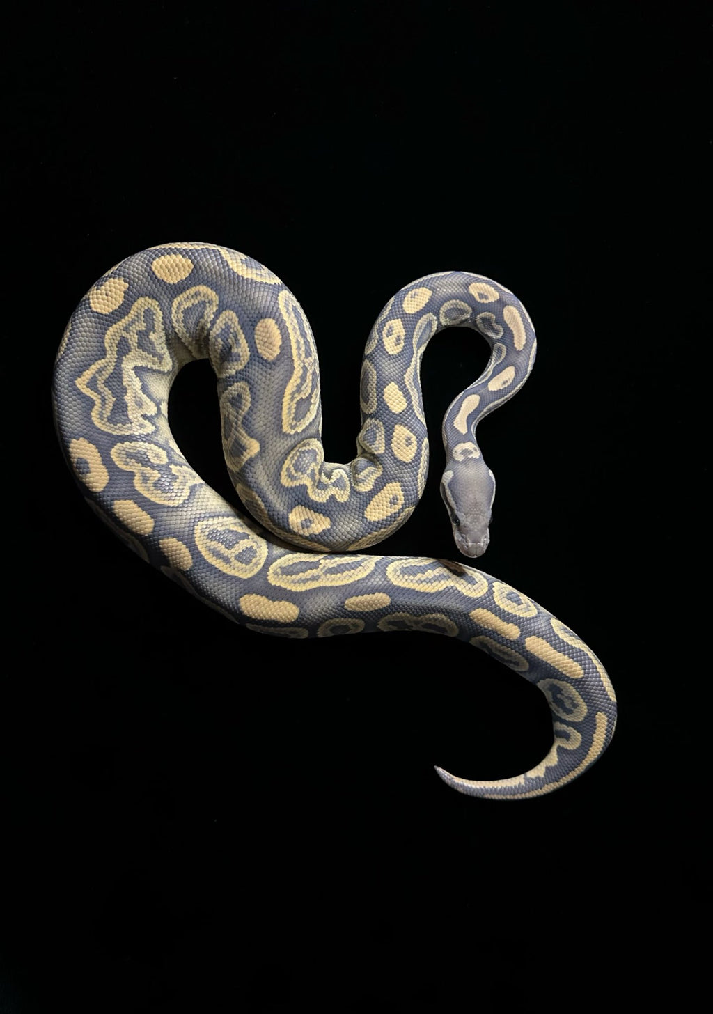 Ball python on KIWAMI fabric – the fabric looks like empty space