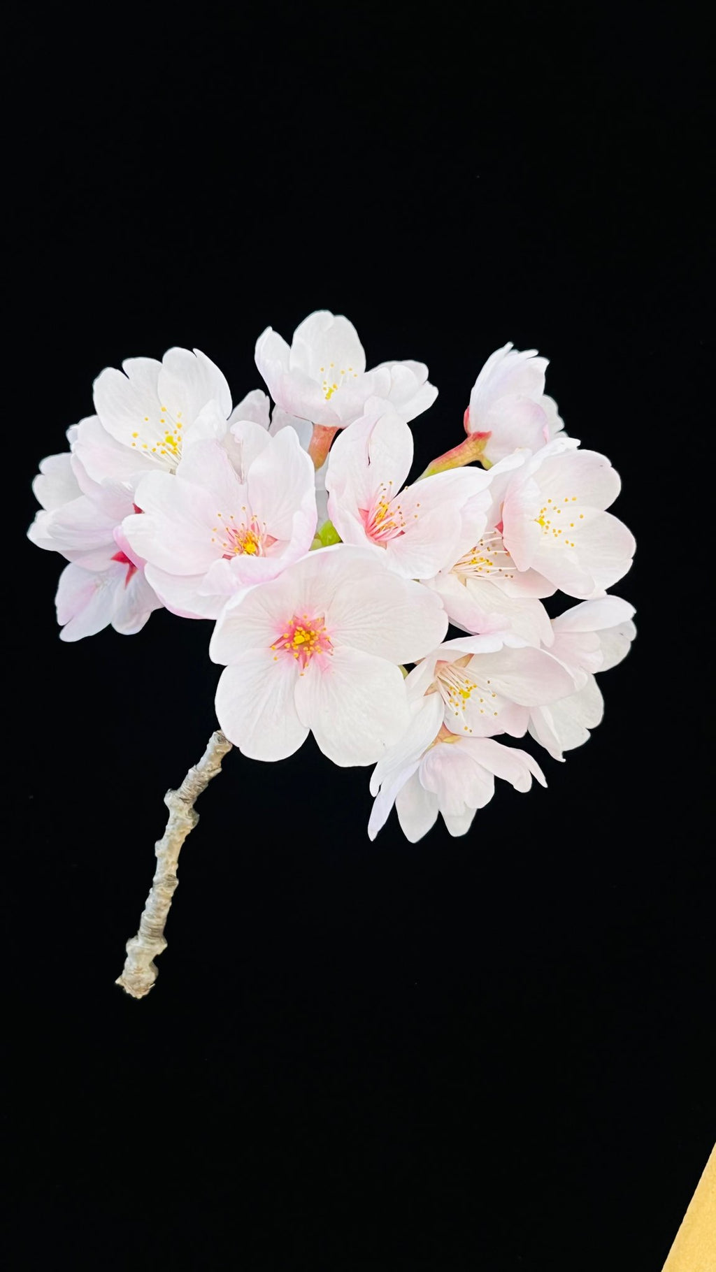 Back-coated KIWAMI fabric – the cut edge does not fray